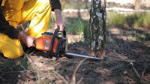 Best Tree Planting Services  in Taylor, AL